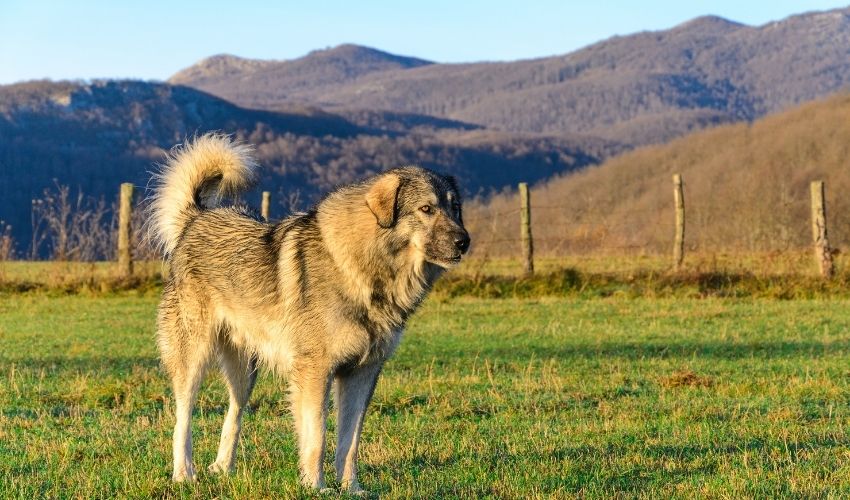 The Ultimate Training Guide for Basset Artesien Normand: Tips and Techniques for Effective Training